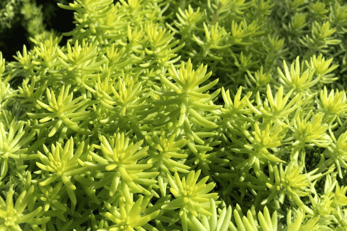 Angelina’s Teacup Stonecrop – 1 Live Plant, 1-Quart Size – Sedum ‘Angelina’s Teacup’