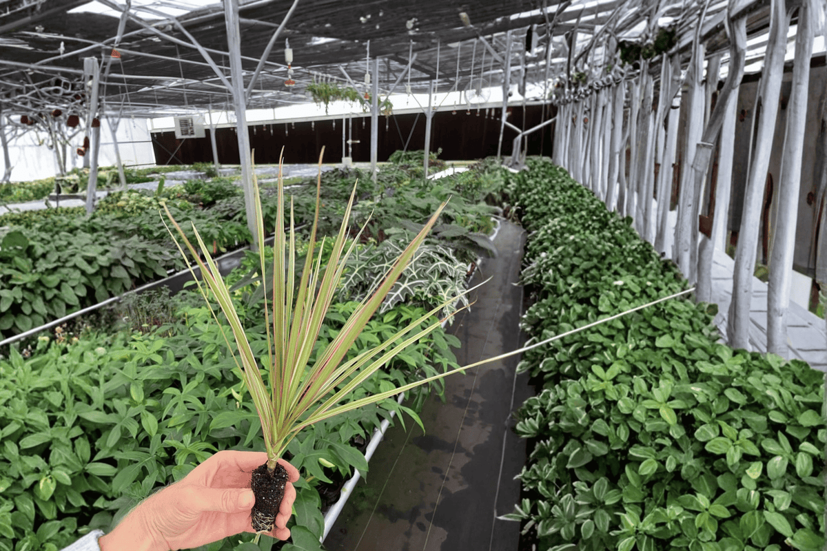 Dracaena Marginata Bicolor 2 Starter Plants – Dracaena marginata