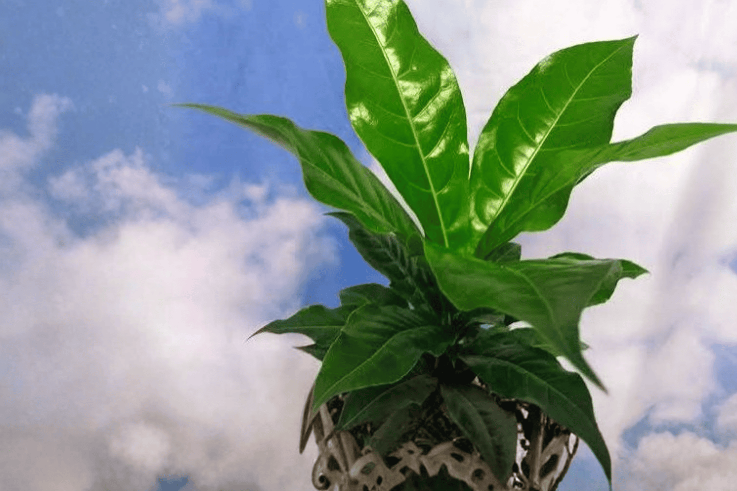 Bird’s Nest Anthurium 1 Live Plant – 4-Inch Pot – Anthurium plowmanii