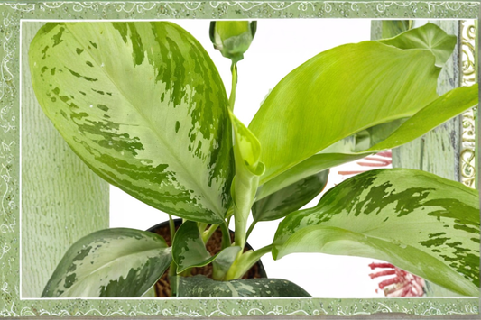 Aglaonema Silver Bay Live Plant Chinese Evergreen Tropical Indoor Houseplant Starter Plant Gift