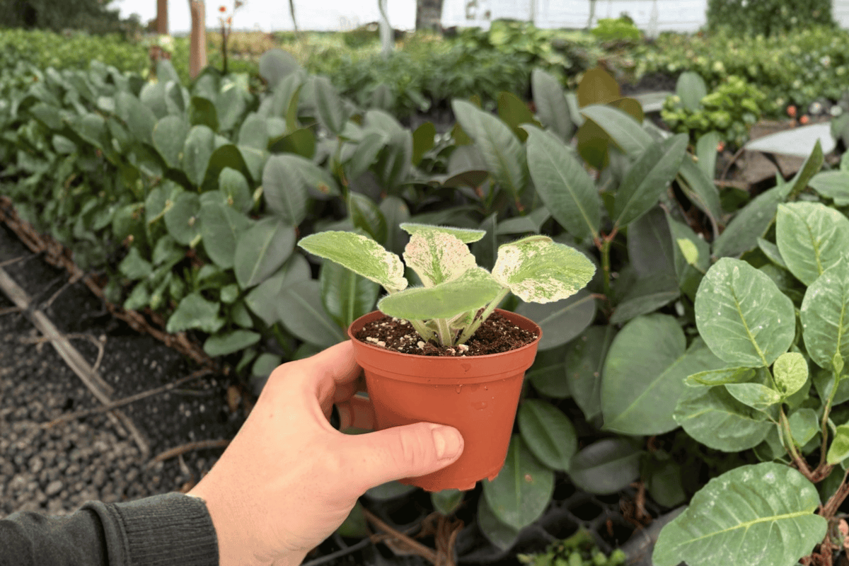 African Violet Harmony’s Love Bug – 2 Exact Live Plants in 4” Pots