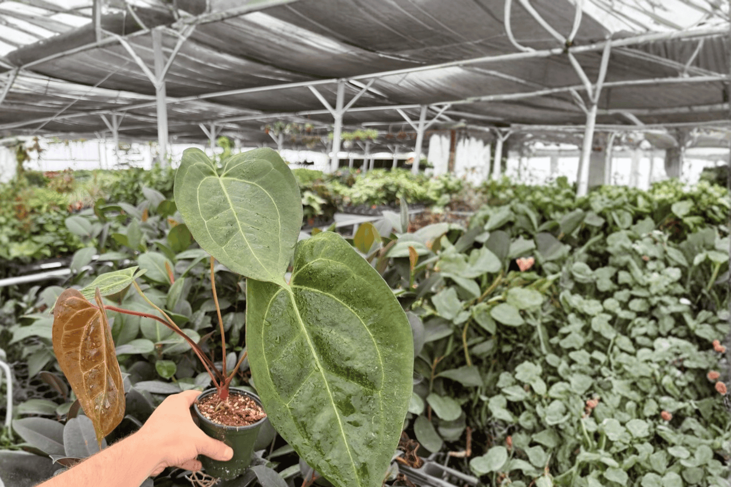 Anthurium Black Sweet x Portillae 2 Exact Live Plants – 4-Inch Pots