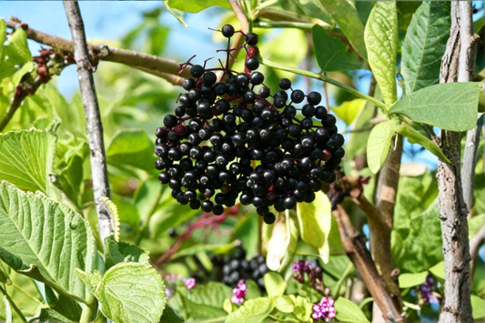 Adams Elderberry Live Plant Sambucus Canadensis Fruiting Shrub Berry Bush Edible Garden Backyard Orchard Plant