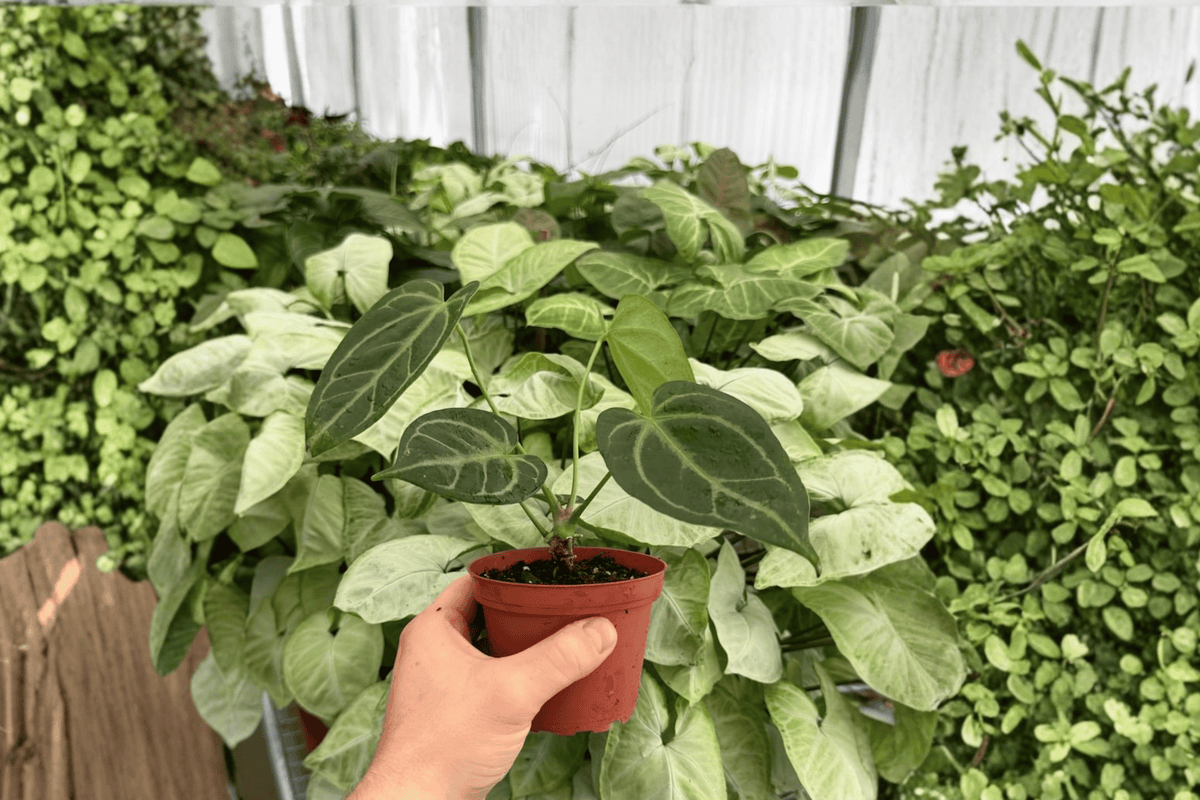 Anthurium Red Stem × Legend 2 Exact Live Plants – Specific 4” Size