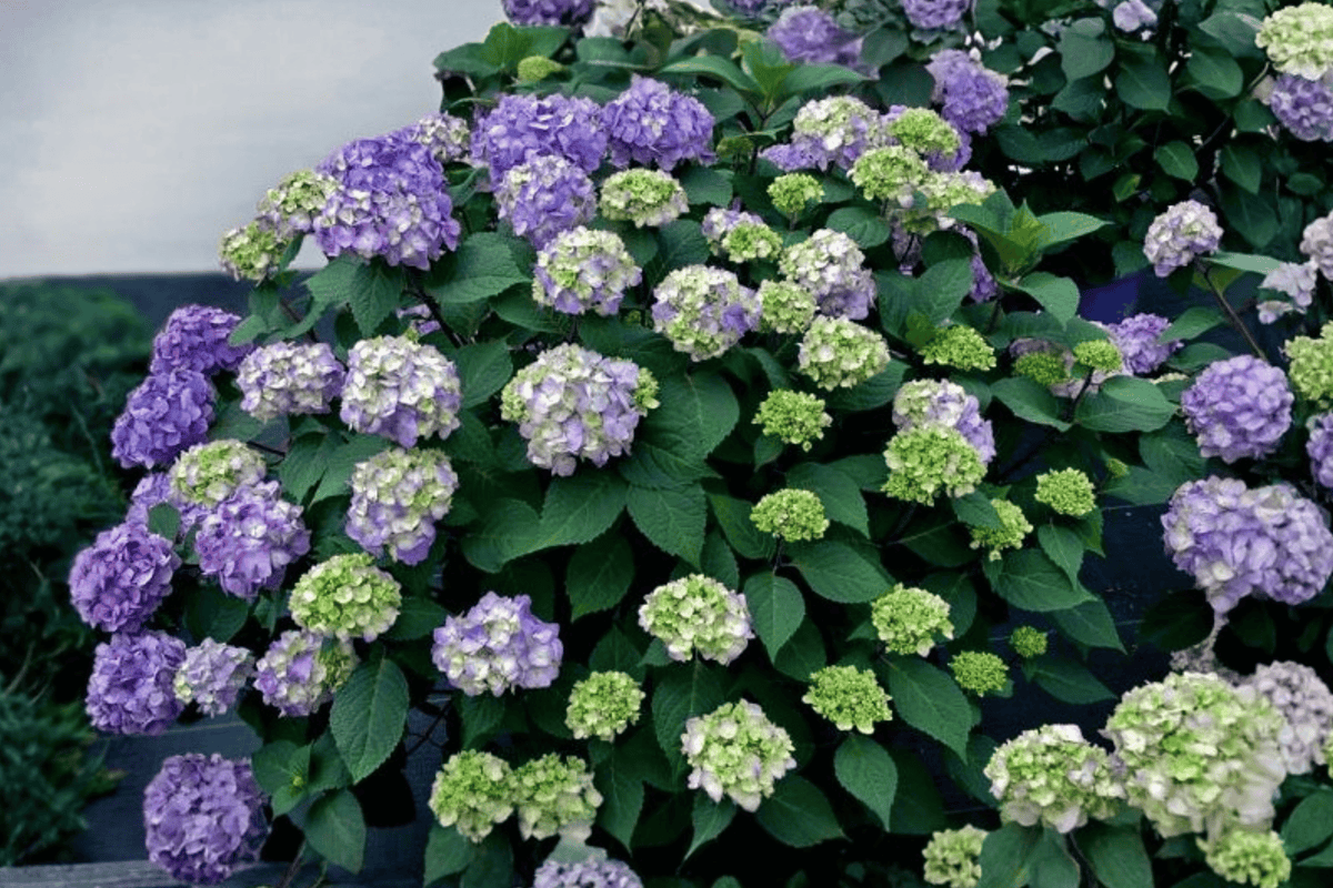 BloomStruck Bigleaf Hydrangea 1 Live Flowering Shrub, 2 Gallon – Hydrangea macrophylla ‘PIIHM-II’