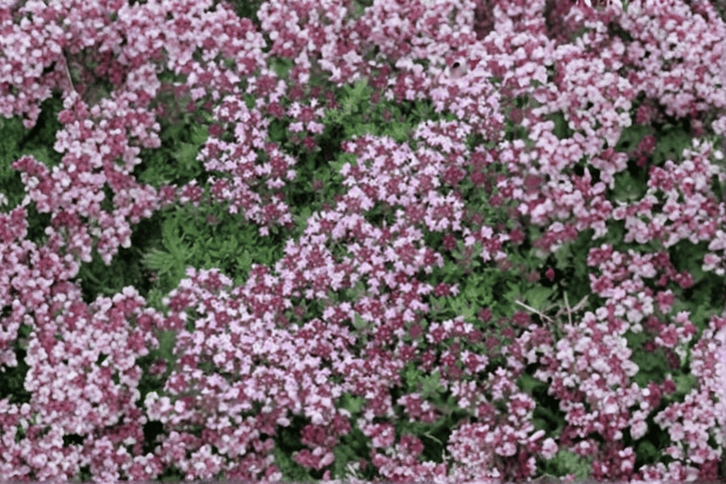 Magic Carpet Creeping Thyme 1 Live Plant – 4-Inch Pot – Thymus serpyllum ‘Magic Carpet’