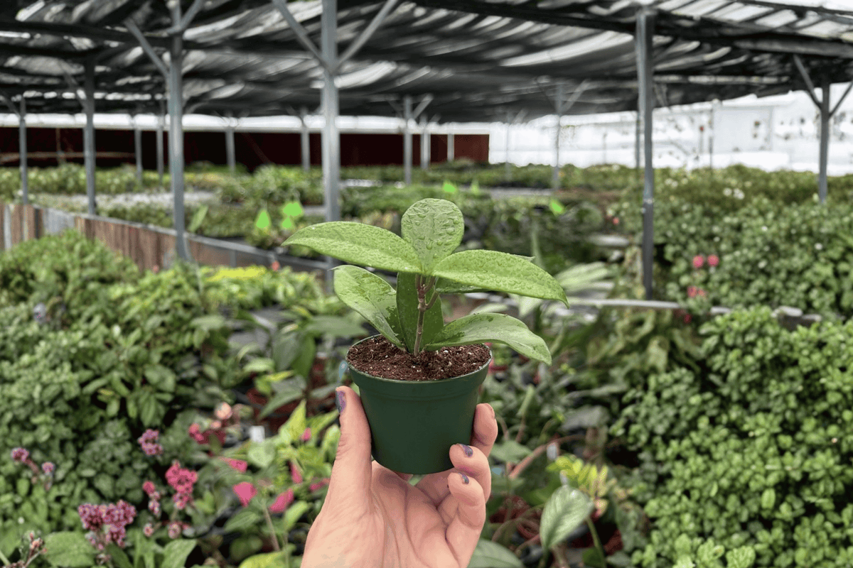 Hoya Jade – 2 Live Starter Plants, 2-Inch Size – Hoya carnosa ‘Jade’