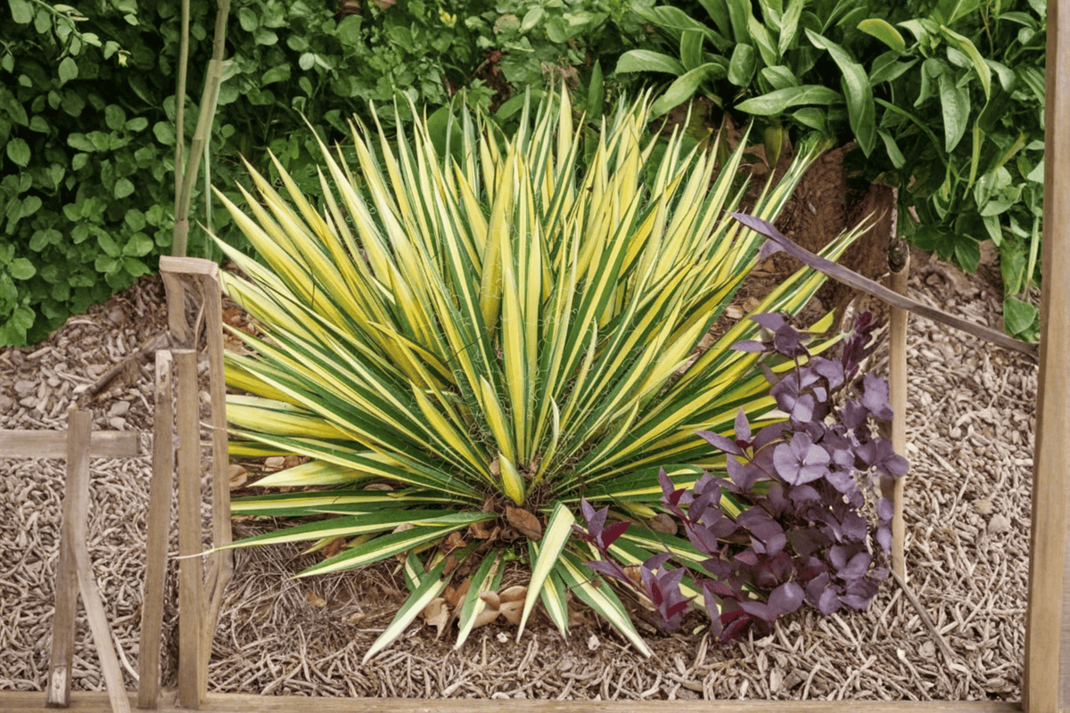 Color Guard Adam’s Needle Live Plant – 1-Gallon Pot – Yucca filamentosa 'Color Guard'