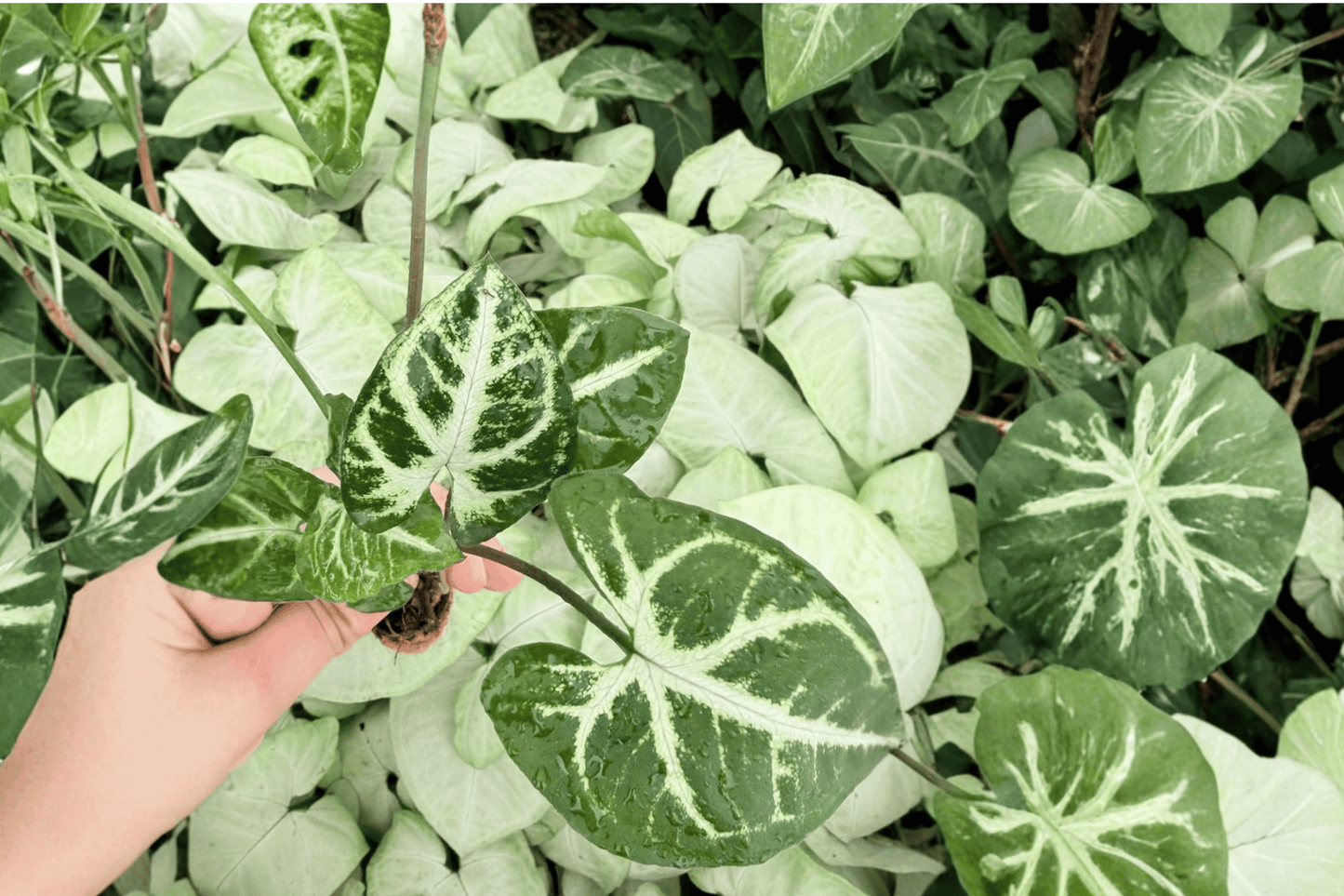 Syngonium Glo-Go 2 Exact Starter Live Plants – Syngonium ‘Glo-Go’
