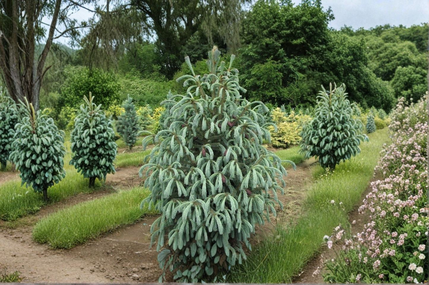 Blue Magoo Engelmann Spruce Live Plant 1 Gallon Pot 18 Inch Tall – Picea engelmannii Blue Evergreen Conifer Tree