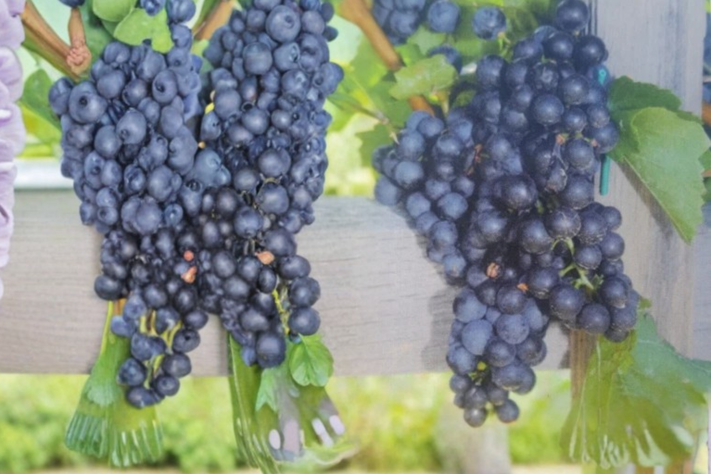Black Spanish Lenoir Jacquez Grape Vine Live Plant 4–6 Ft – Red Wine Grape Vine for Home Vineyard, Climbing Fruit Vine