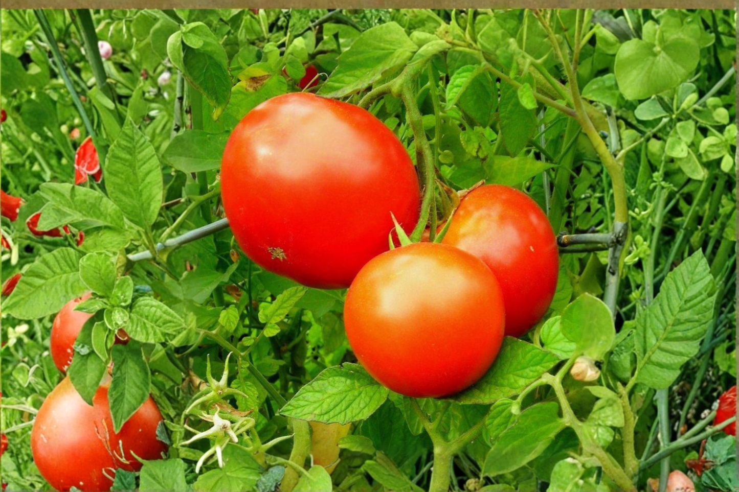 Parks Whopper Tomato Live Plant Rooted Tomato Starter Vegetable Garden Plant for Raised Beds and Containers