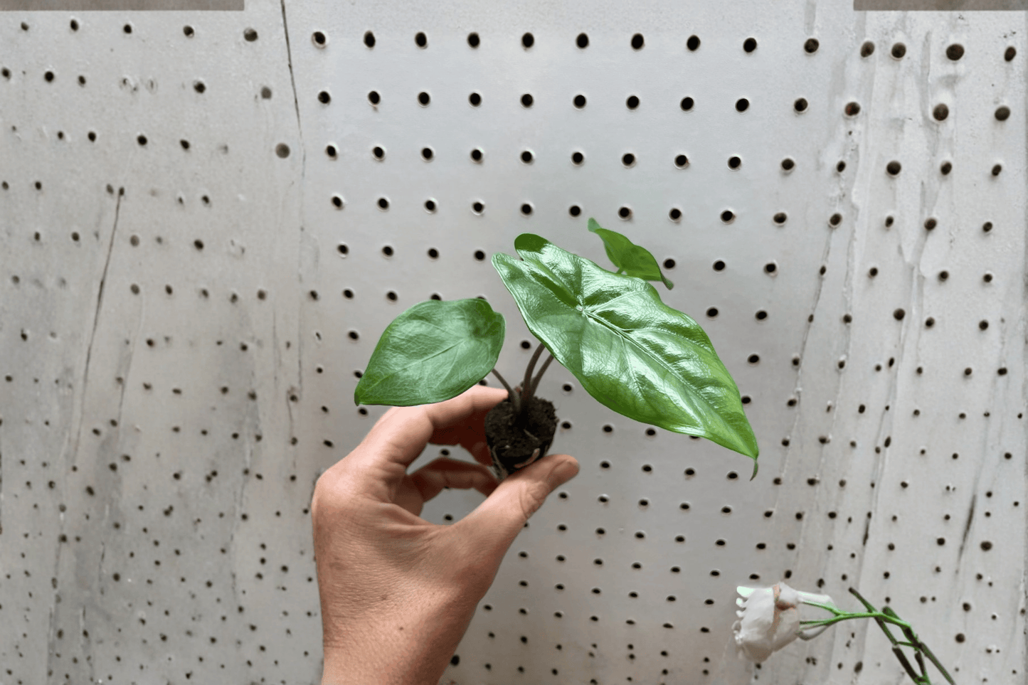 2 Alocasia 'Corazon' Starter Plants – Bare Root – Alocasia 'Corazon'
