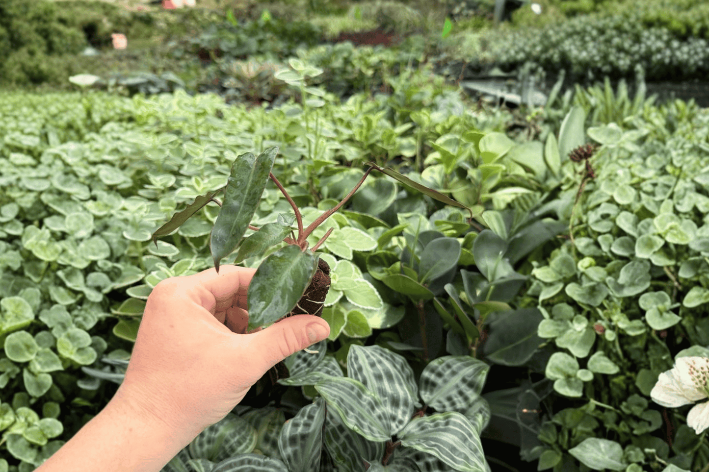 Philodendron Billietiae Croat Black 2 Exact Live Starter Plants – Philodendron billietiae
