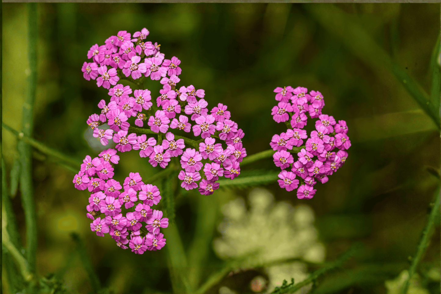 Pink Grapefruit Yarrow 1 Live Plant – 4-Inch Pot – Achillea millefolium ‘Pink Grapefruit’