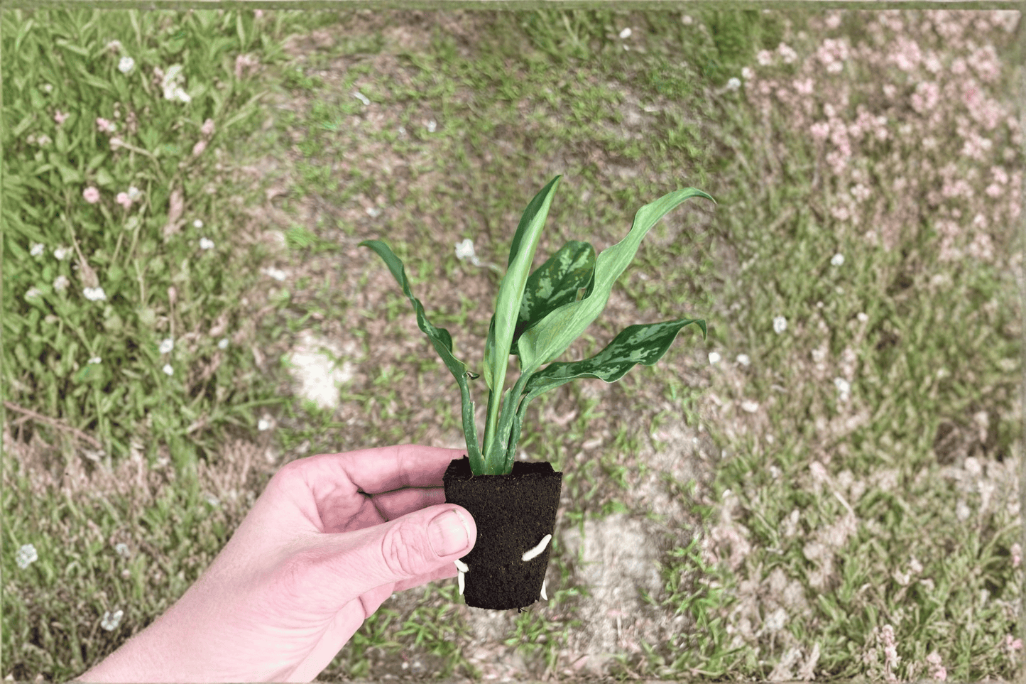 2 Aglaonema Maria Live Starter Plants – Bare Root (Aglaonema 'Maria')