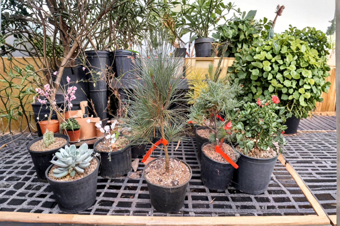 Kate Brook Fastigiata White Pine Live Plant 12 Inch 1 Gallon Pot Narrow Evergreen Conifer Landscape Tree