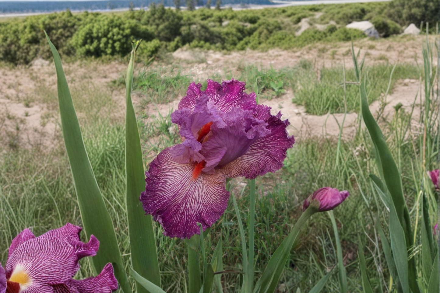 Anything Goes Bearded Iris Rhizomes 3 Pack – #1 Grade Iris Bulbs Purple Pink Flowering Perennial Garden Plant