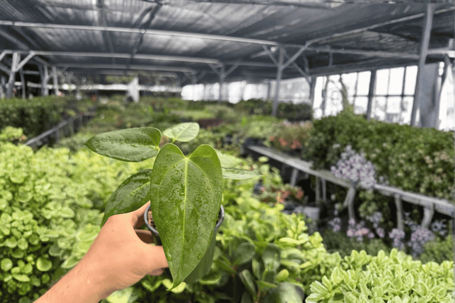 Anthurium Blue Papi x Red Stem 2 Exact Live Plants – 4-Inch Pots