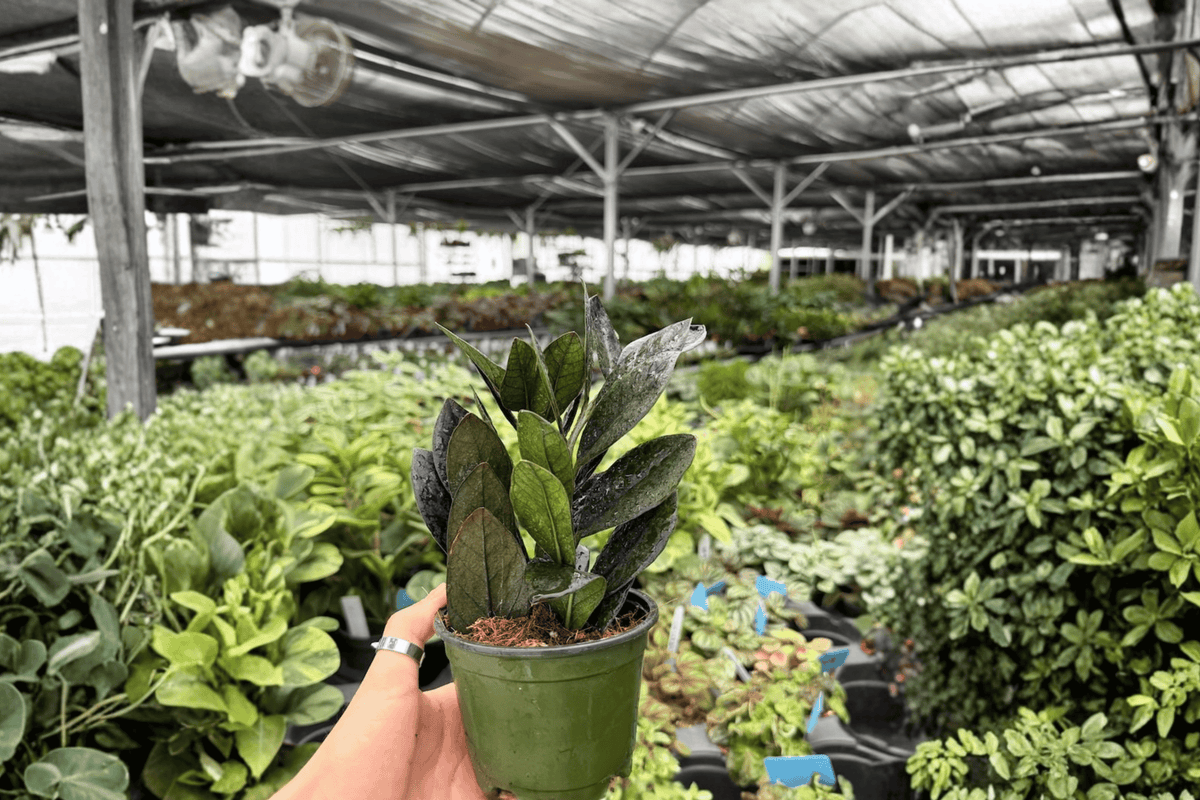 ZZ Black Queen 2 Exact Live Plants – 4-Inch Pots – Zamioculcas zamiifolia