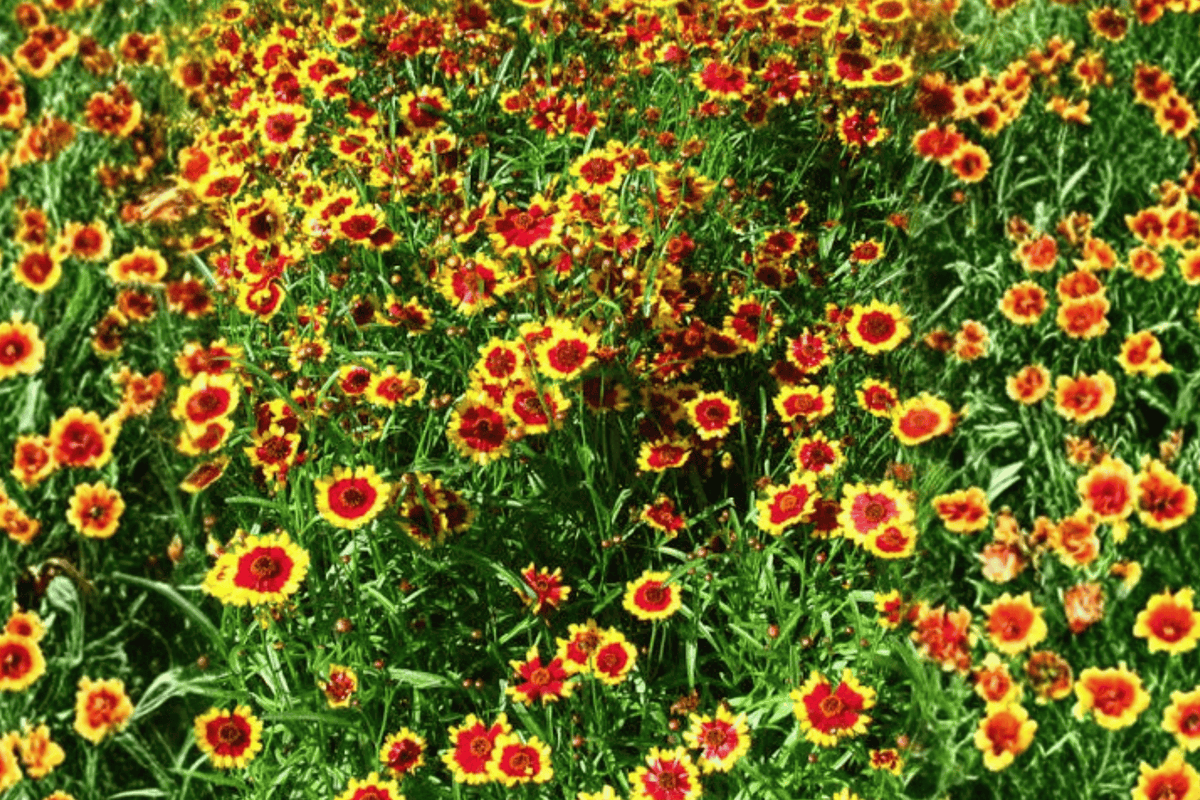 Li'l Bang Daybreak Coreopsis 1 Live Flowering Perennial, 1 Quart Pot – Coreopsis ‘Daybreak’