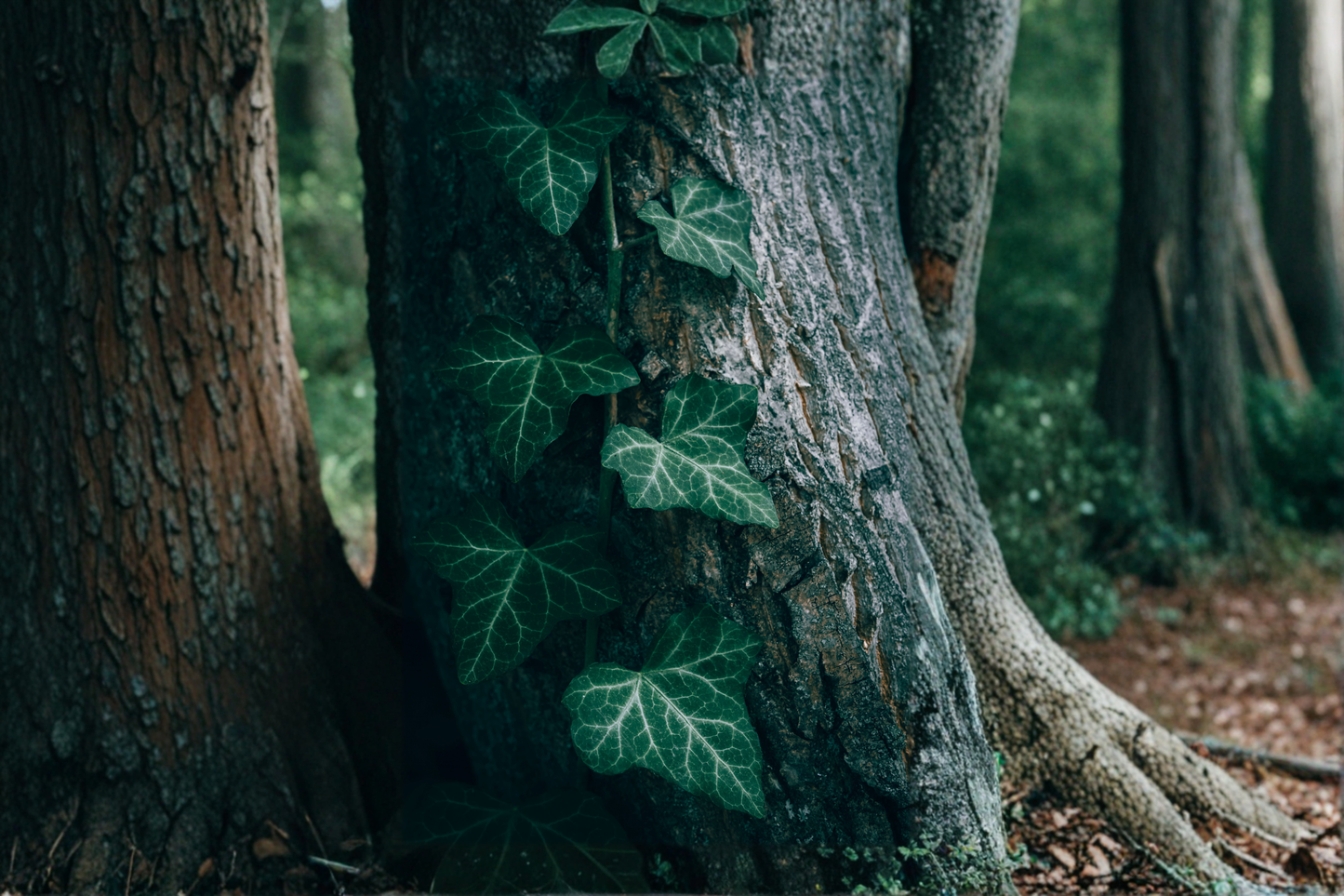 5 English Ivy Live Rooted Plants – Green Evergreen Vine for Pots & Ground Cover (Hedera helix)