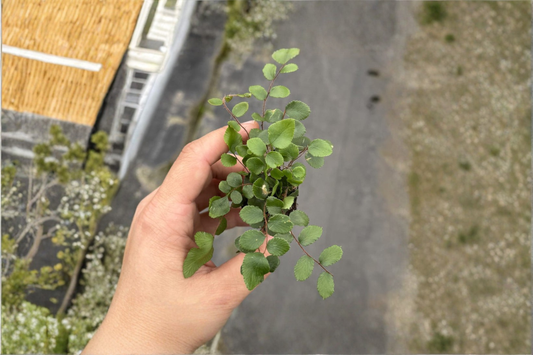 Button Fern Live Plant Tropical Indoor Houseplant Lemon Fern Starter Plant in 2 Inch Pot Outdoor Garden Gift