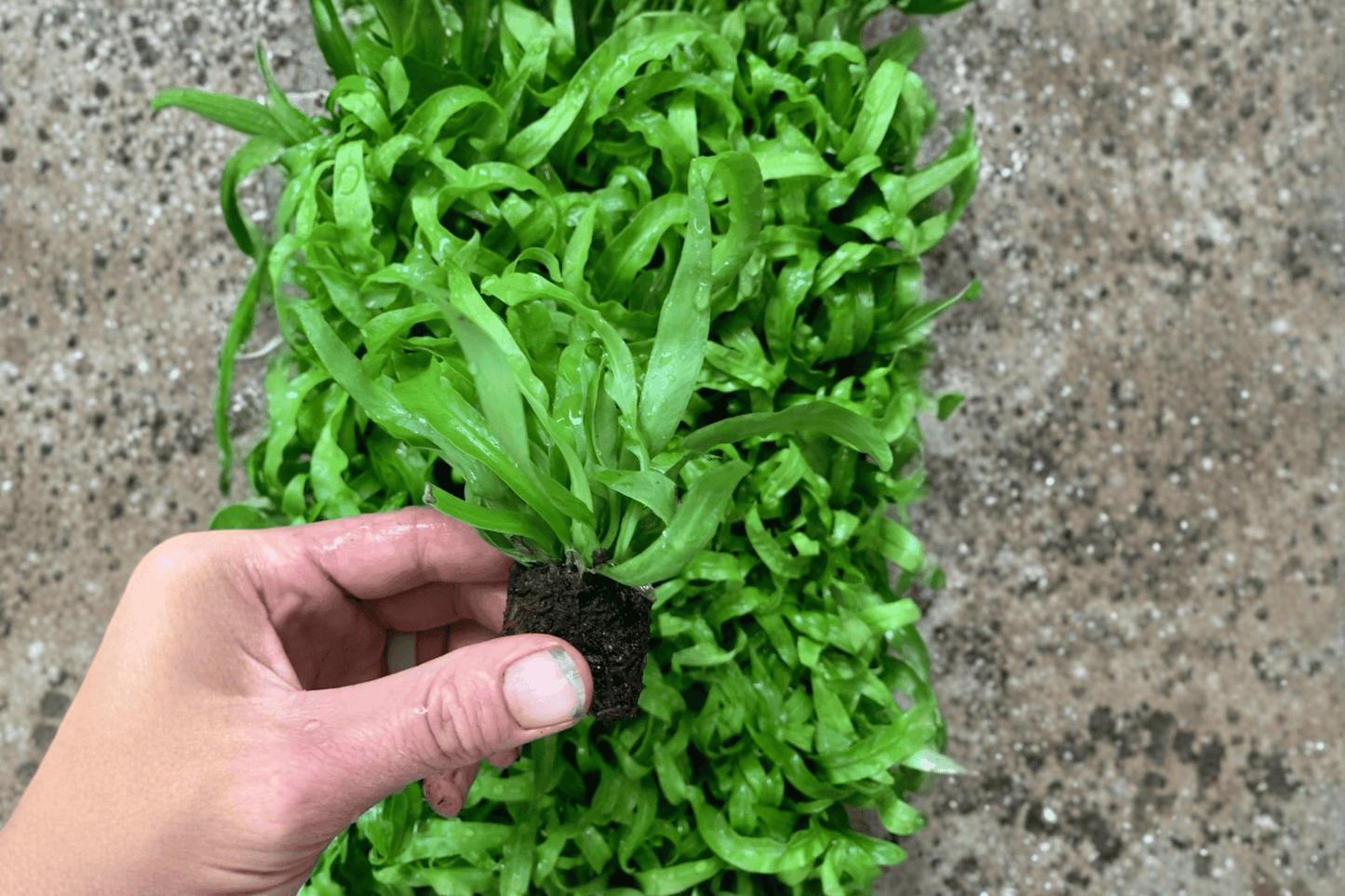 2 Hurricane Fern Starter Plants – Asplenium antiquum 'Hurricane' Bare Root Live Ferns