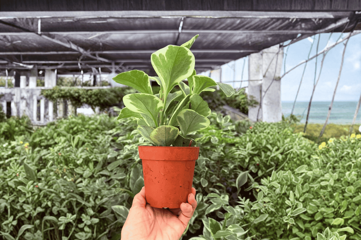 Variegated Peperomia Obtusifolia 2 Exact Live Plants – Peperomia obtusifolia 4” Size Bare Root
