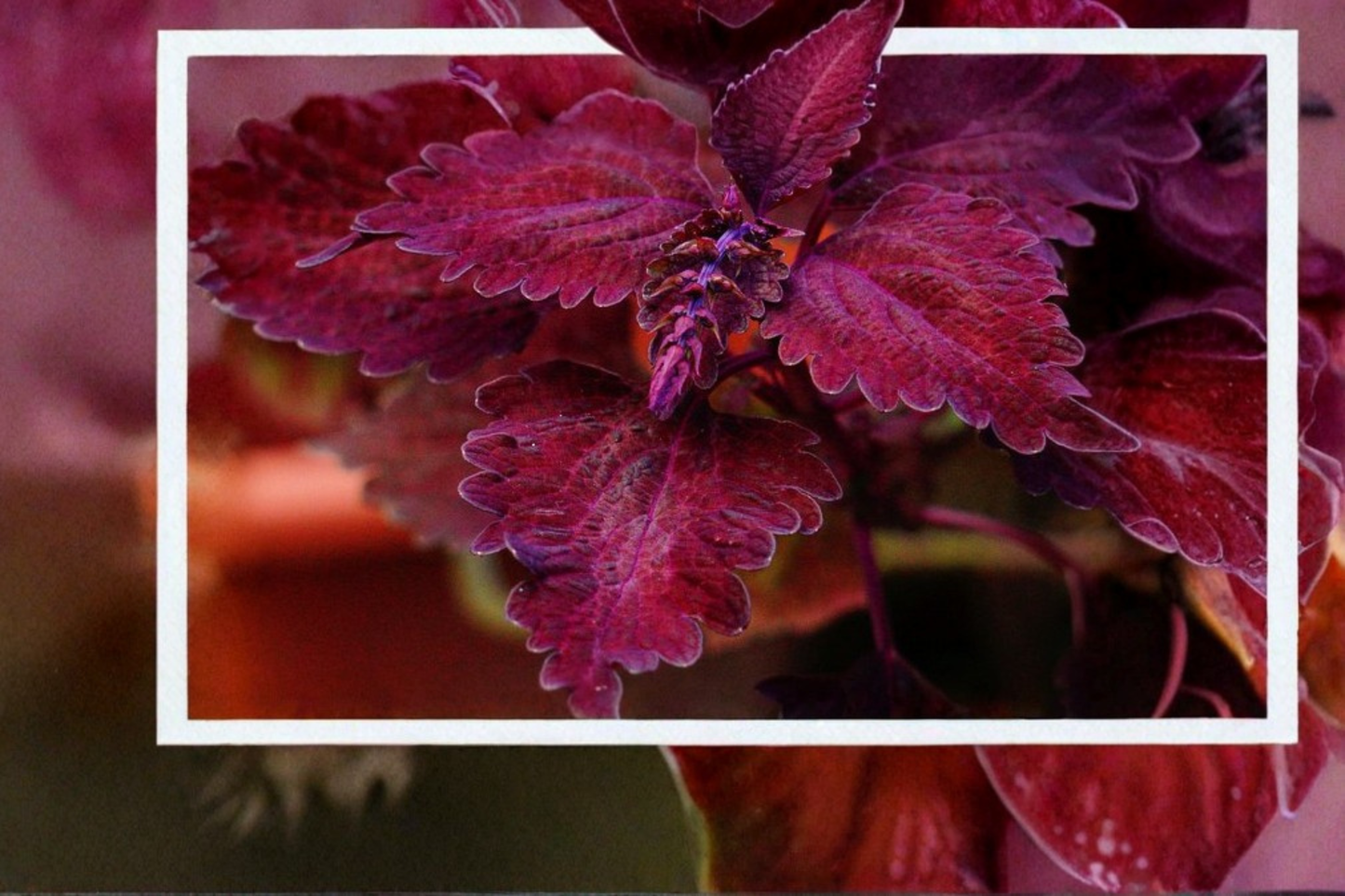 Florida Sun Rose Coleus Live Plants – 3 Bare Root Plants 4–6 Inch Tall – Coleus scutellarioides