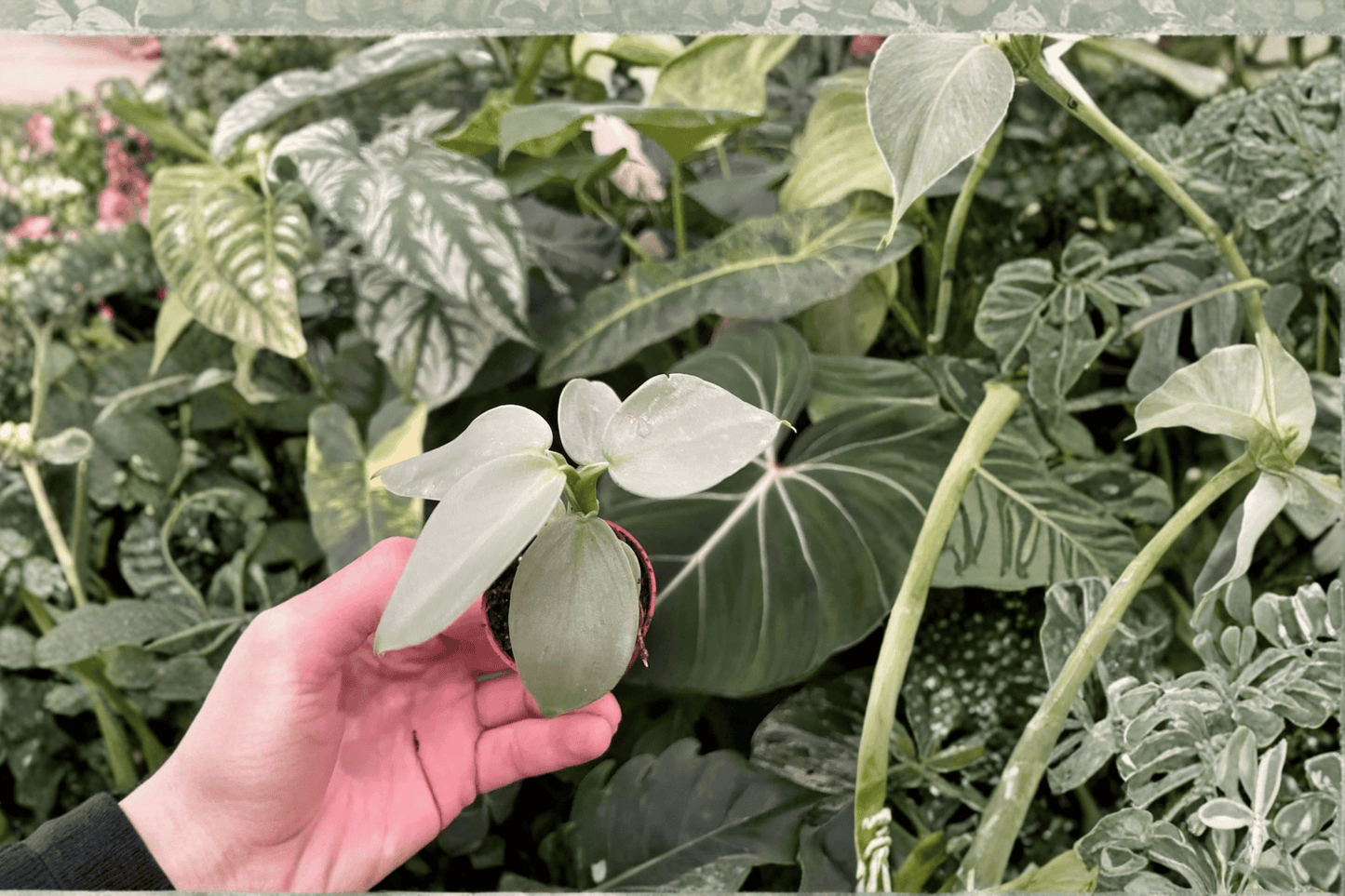 2 Philodendron Silver Sword Starter Plants – Live Philodendron hastatum in 2-Inch Pots
