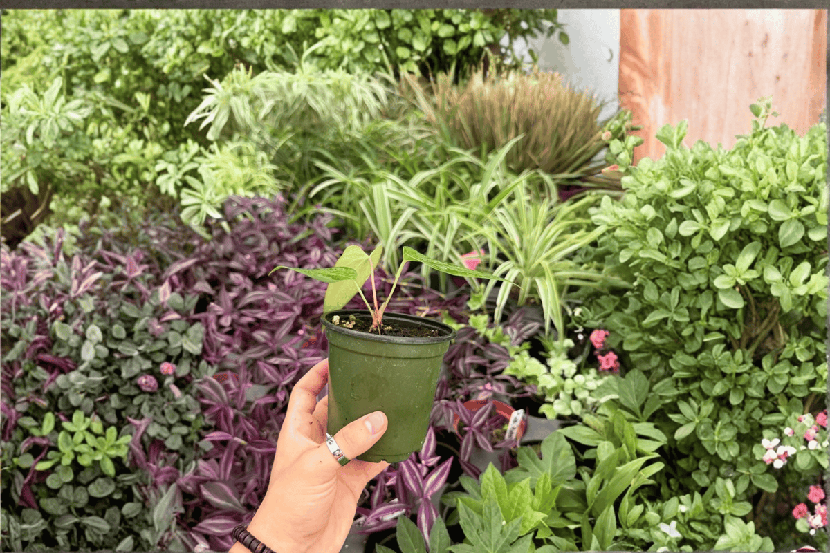 2 Exact Anthurium Subsignatum x Regale Live Plants – 4” Pot