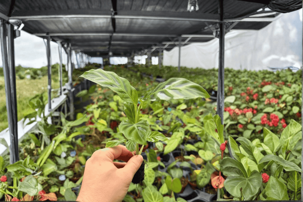 Calathea Zebrina 2 Exact Starter Plants – Goeppertia zebrina