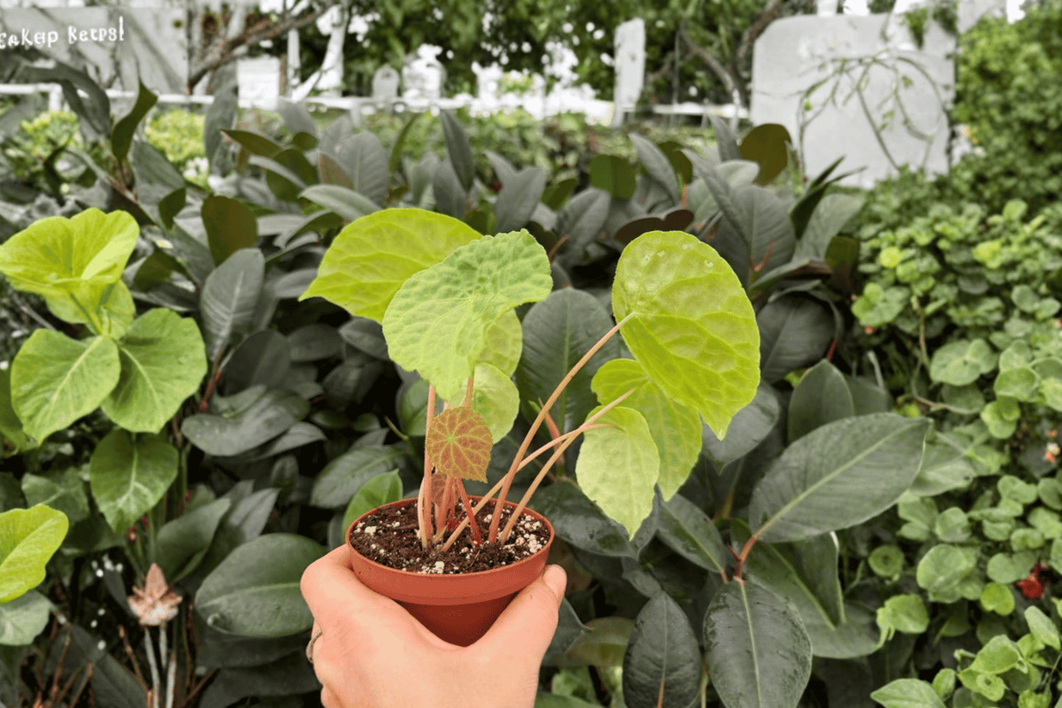 Begonia phuthoensis 2 Exact Live Plants – Specific 4” Pot Size