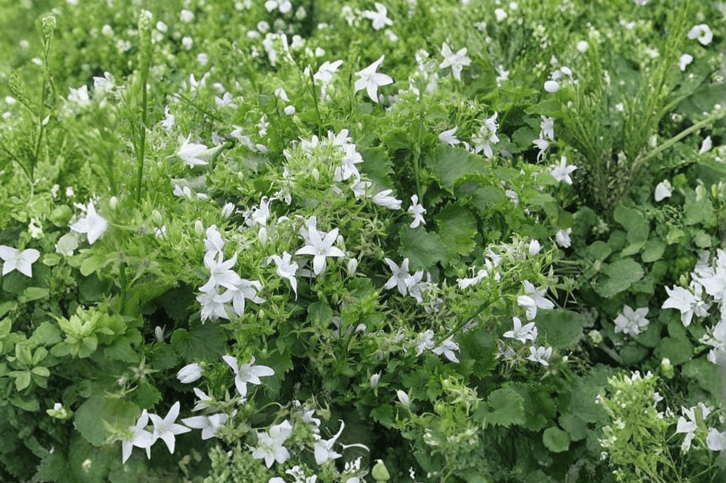 White Serbian Bellflower 1 Live Plant – 4-Inch Pot – Campanula poscharskyana ‘Alba’