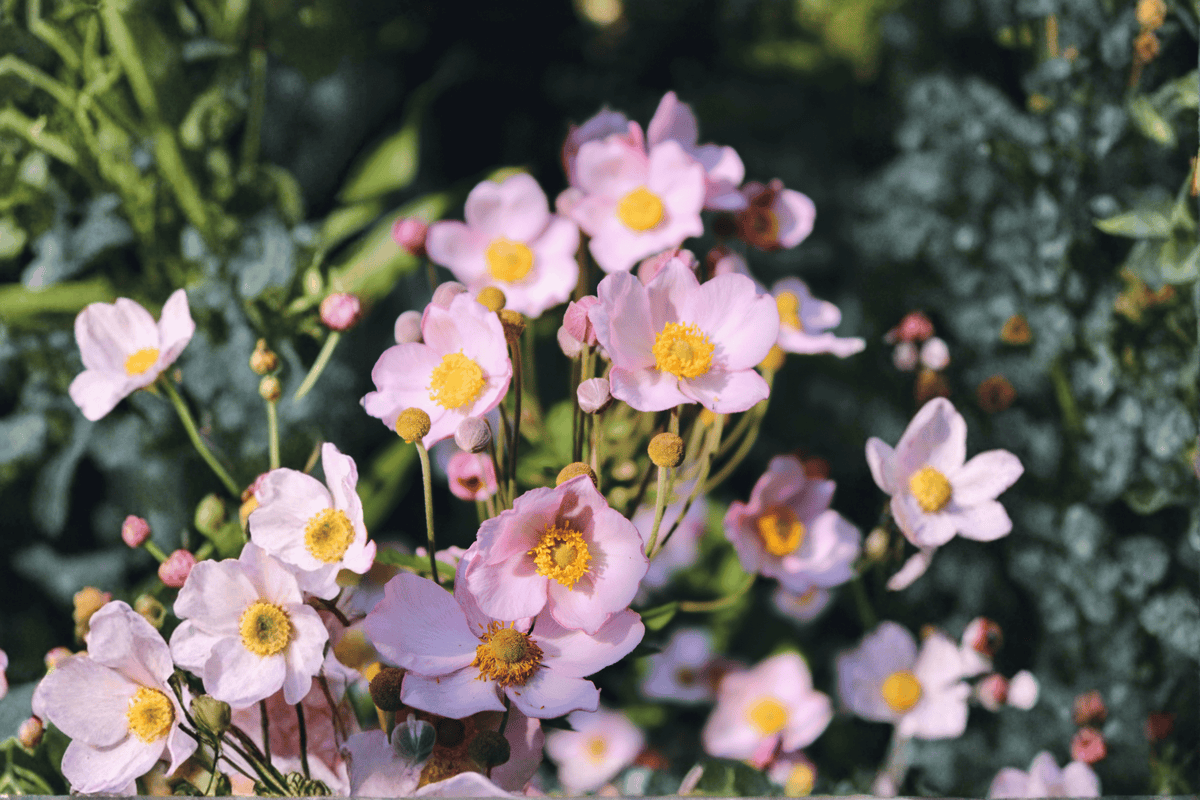 Curtain Call Pink Japanese Anemone 1 Live Plant – Anemone ‘Curtain Call Pink’ – 1 Gallon Pot