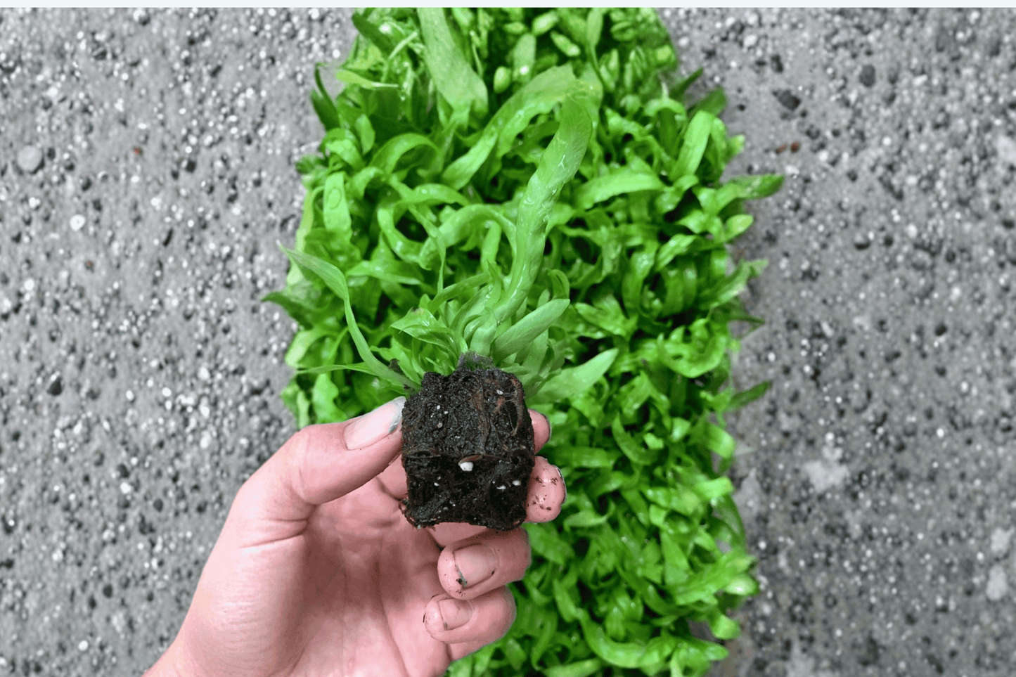 2 Asplenium antiquum 'Hurricane' Fern Starter Plants – Bare Root – Bird's Nest Fern