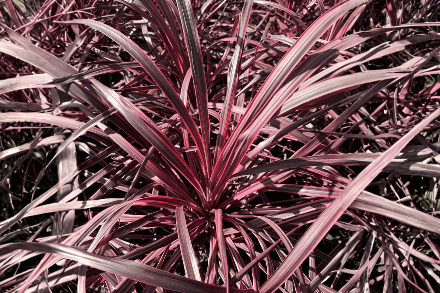 Salsa Torbay Palm 1 Gallon Live Plant – Cordyline australis ‘Salsa’ – Dancing Series