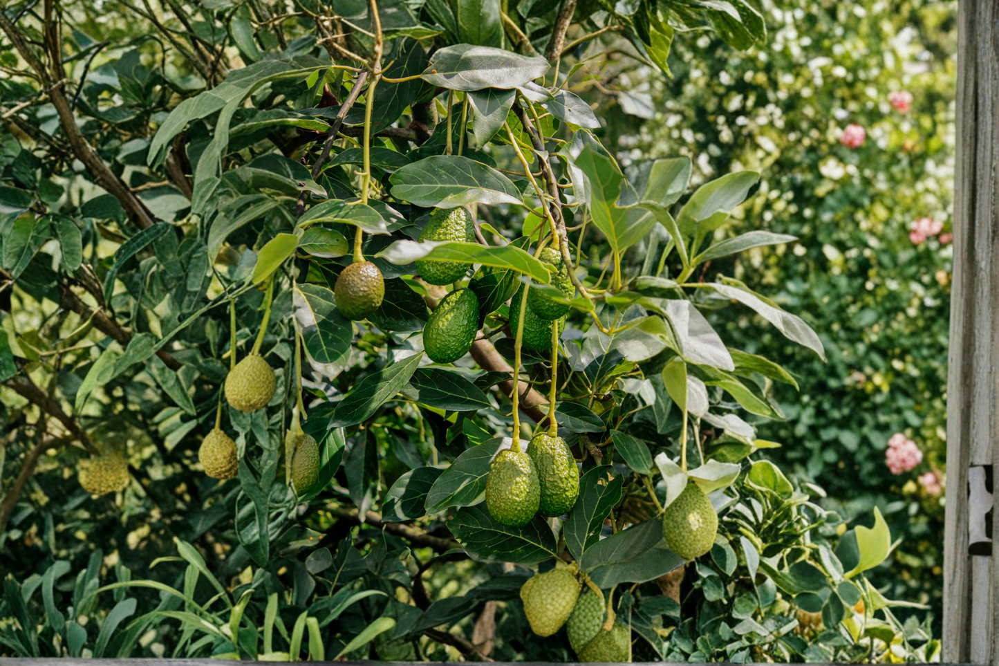 Avocado Tree Live Plant – 12-Inch Trimmed Starter Plant – Persea americana