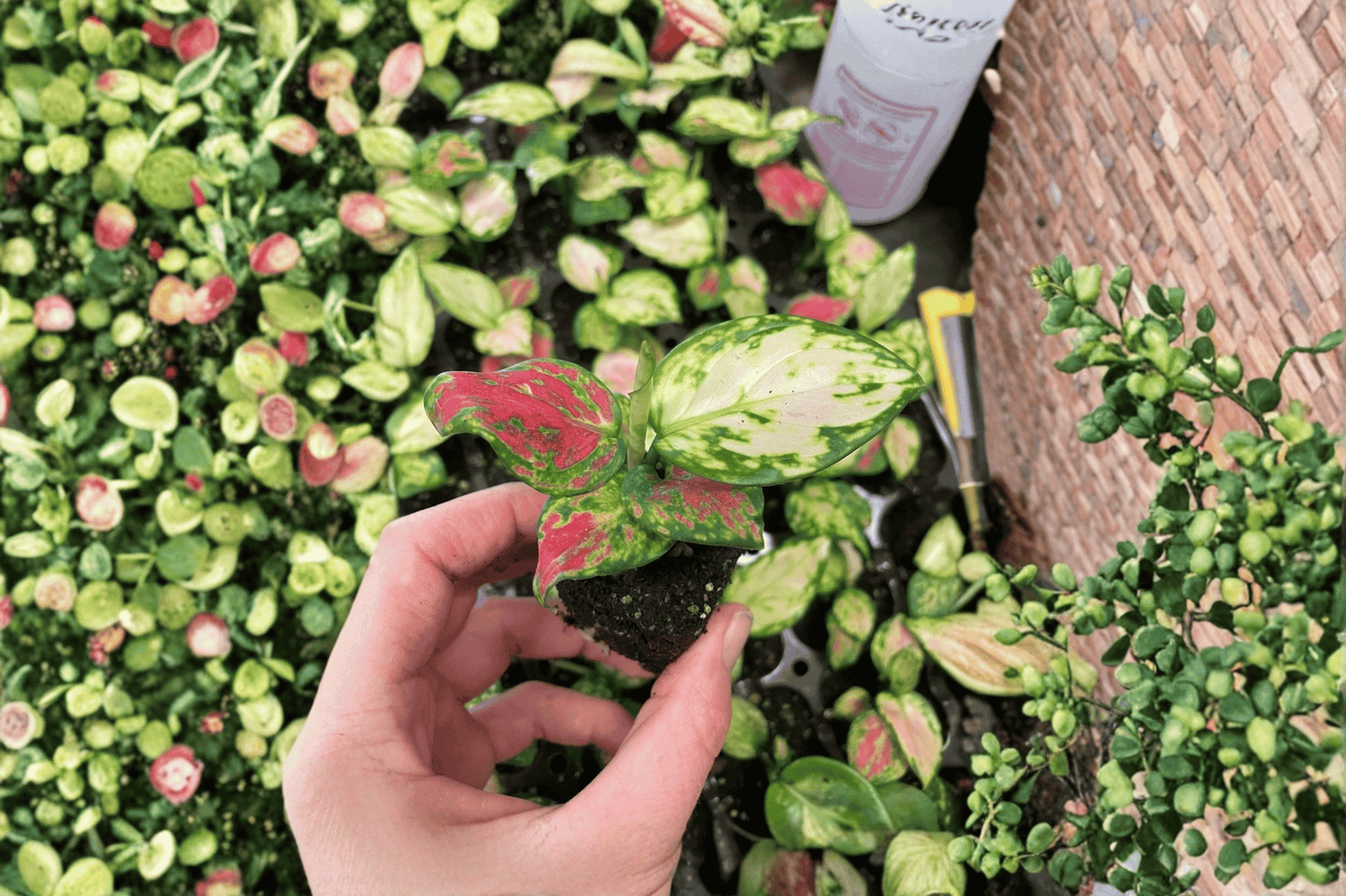 2 Aglaonema 'Lucky Red' Chinese Evergreen Starter Plants – Aglaonema Bare Root