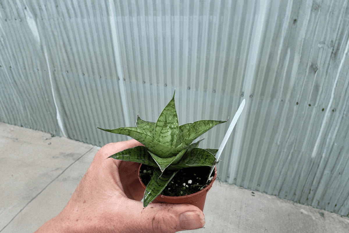 Sansevieria Gabriella – 2 Live Starter Plants, 2-Inch Cultivation Size – Dracaena ‘Gabriella’