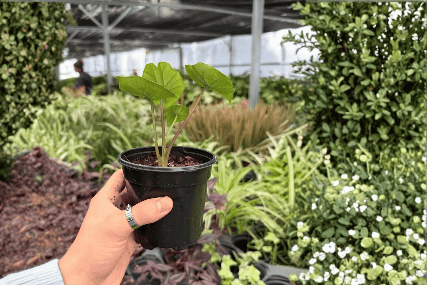 Alocasia Platinum Bisma 2 Exact Live Plants – 4-Inch Pots – Alocasia ‘Platinum Bisma’
