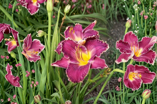 Daylily ‘Viking Magic’ 3 Bare Root Plants – Purple Red Hemerocallis Perennial for Summer Garden Flowers