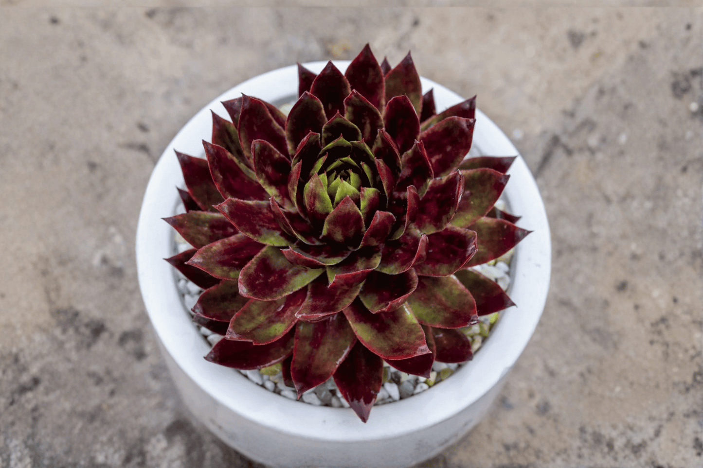 SuperSemps Fire Quartz Hens and Chicks 1 Live Plant – 4-Inch Pot – Sempervivum ‘Fire Quartz’
