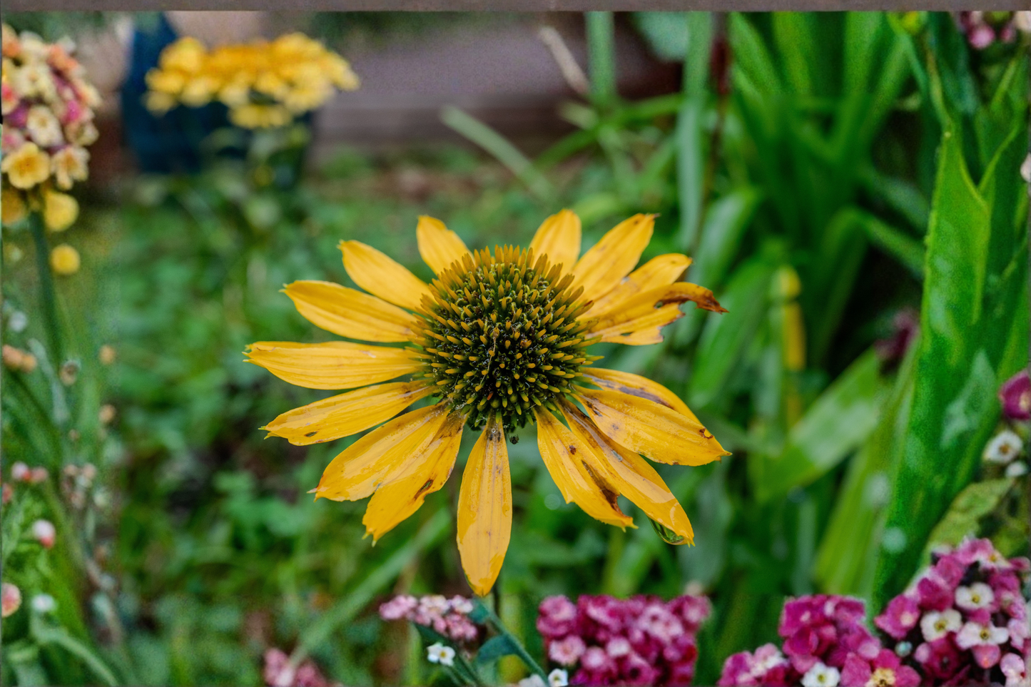 Mellow Yellow Coneflower Live Plant – Pint Pot – Echinacea purpurea