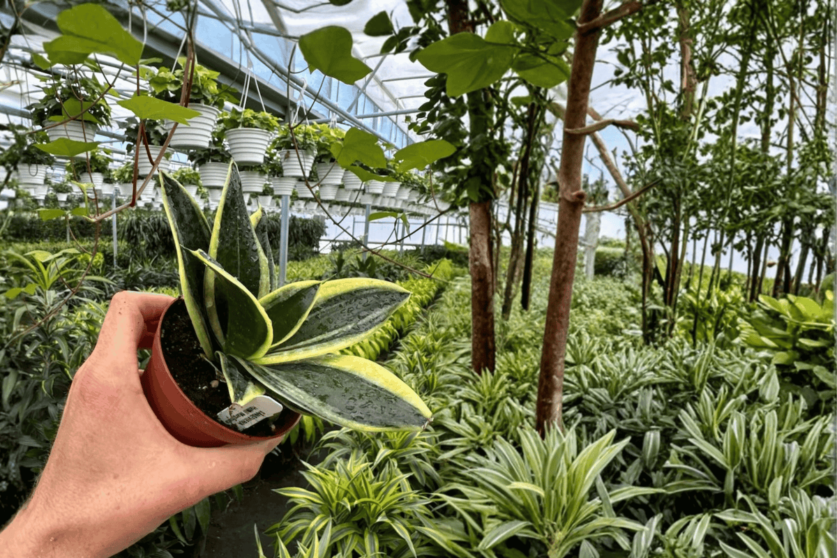 2 Sansevieria Marginata Jade Live Plants – 4” Pot – Sansevieria ‘Marginata Jade’