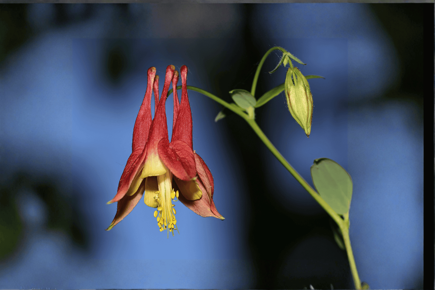 Western Columbine 1 Gallon Live Plant – Aquilegia formosa