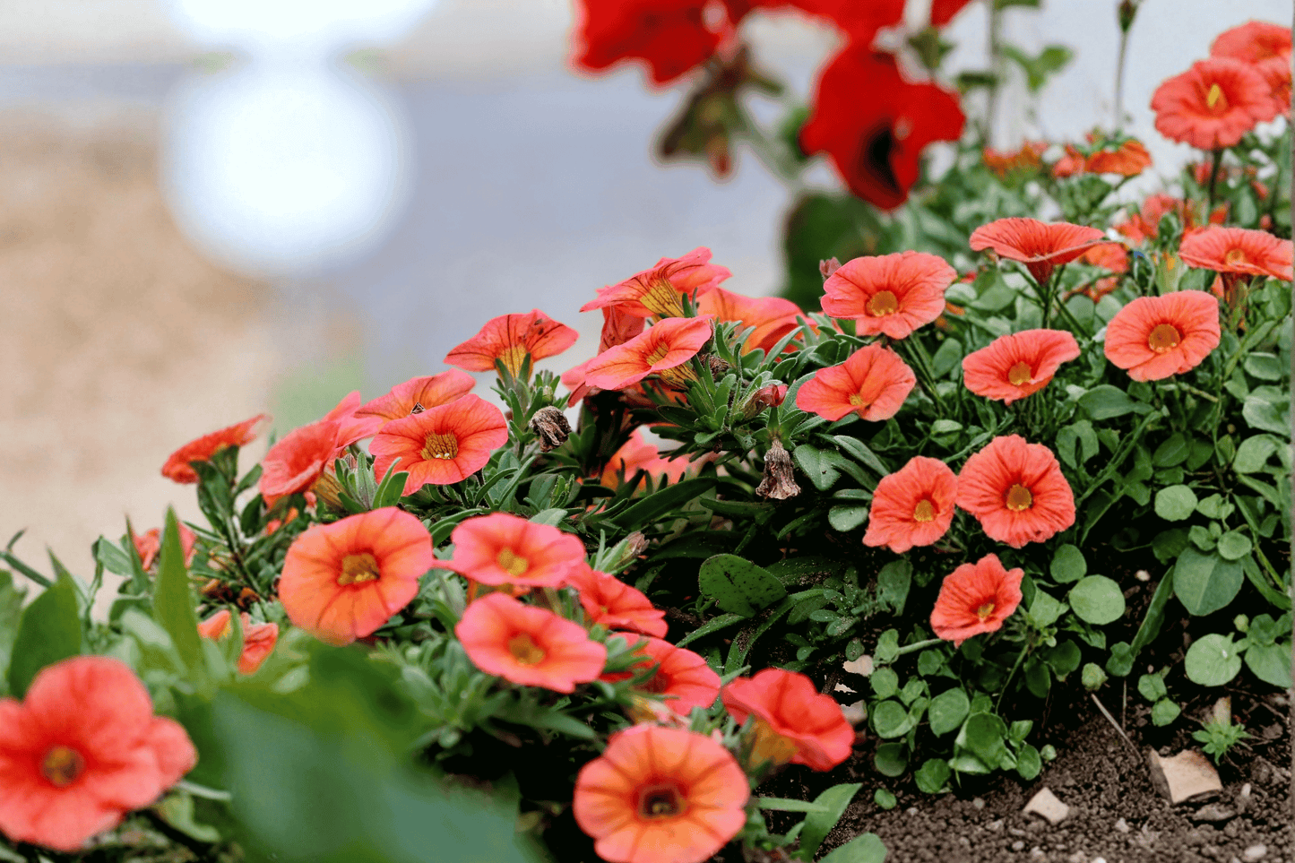 Colibri Tangerine Million Bells 1 Live Plant – 4-Inch Pot – Calibrachoa ‘Tangerine’