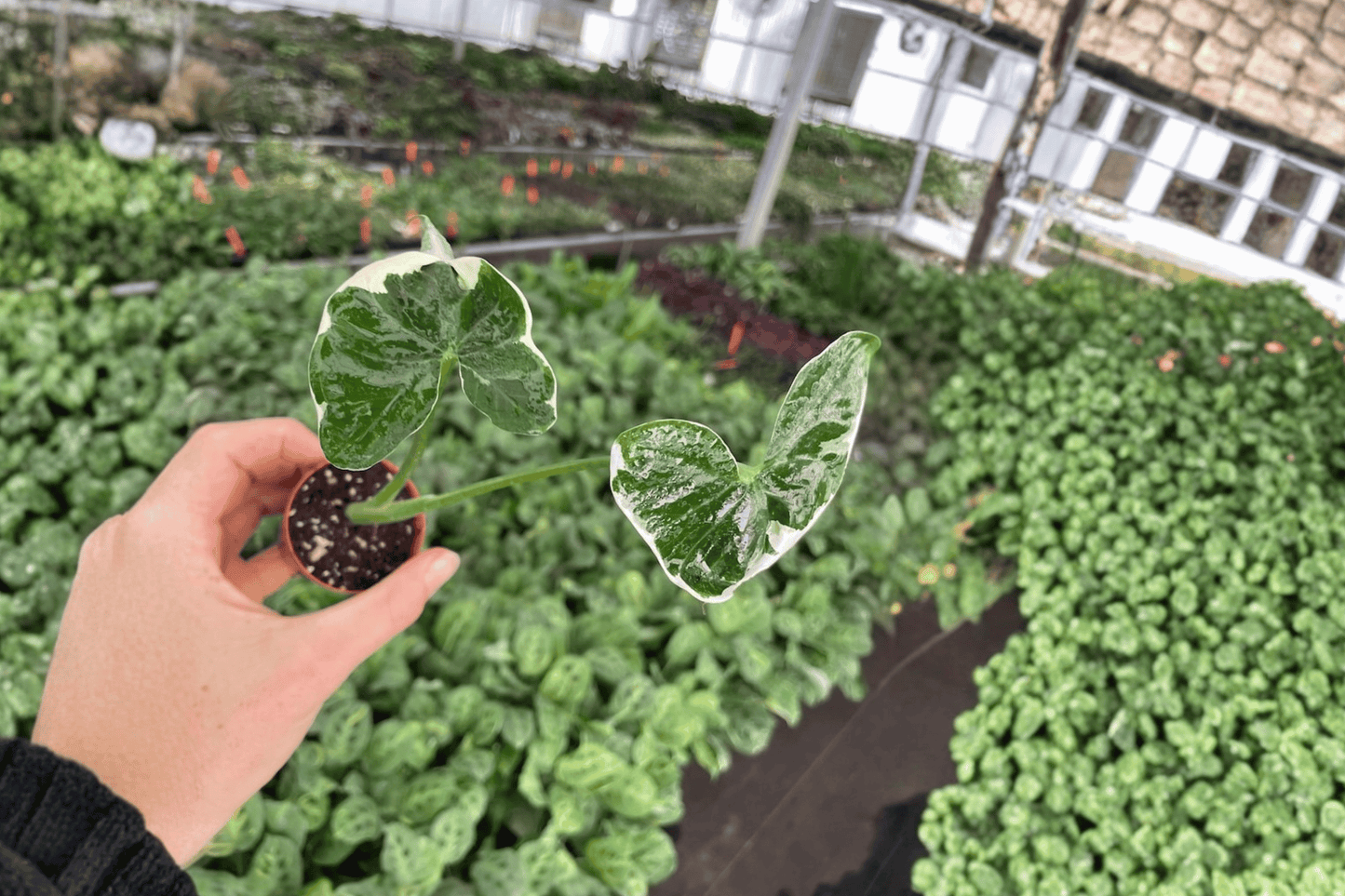 Alocasia Mickey Mouse 2 Live Starter Plants – 2-Inch Pots – Xanthosoma sagittifolium ‘Variegatum’