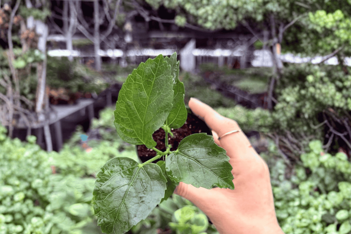 2 Jennie Lynn Hibiscus Starter Plants – 2” Pot Size – Hibiscus ‘Jennie Lynn’